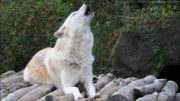 Awesome Wolf Howling