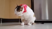 Cat Clean Himself