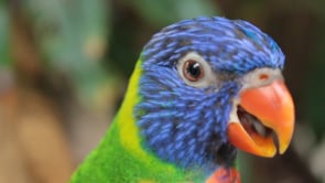 Colourful Lorikeet