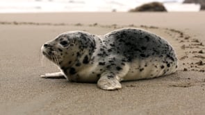 Seal In The Beach