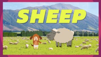 sheep_portada
